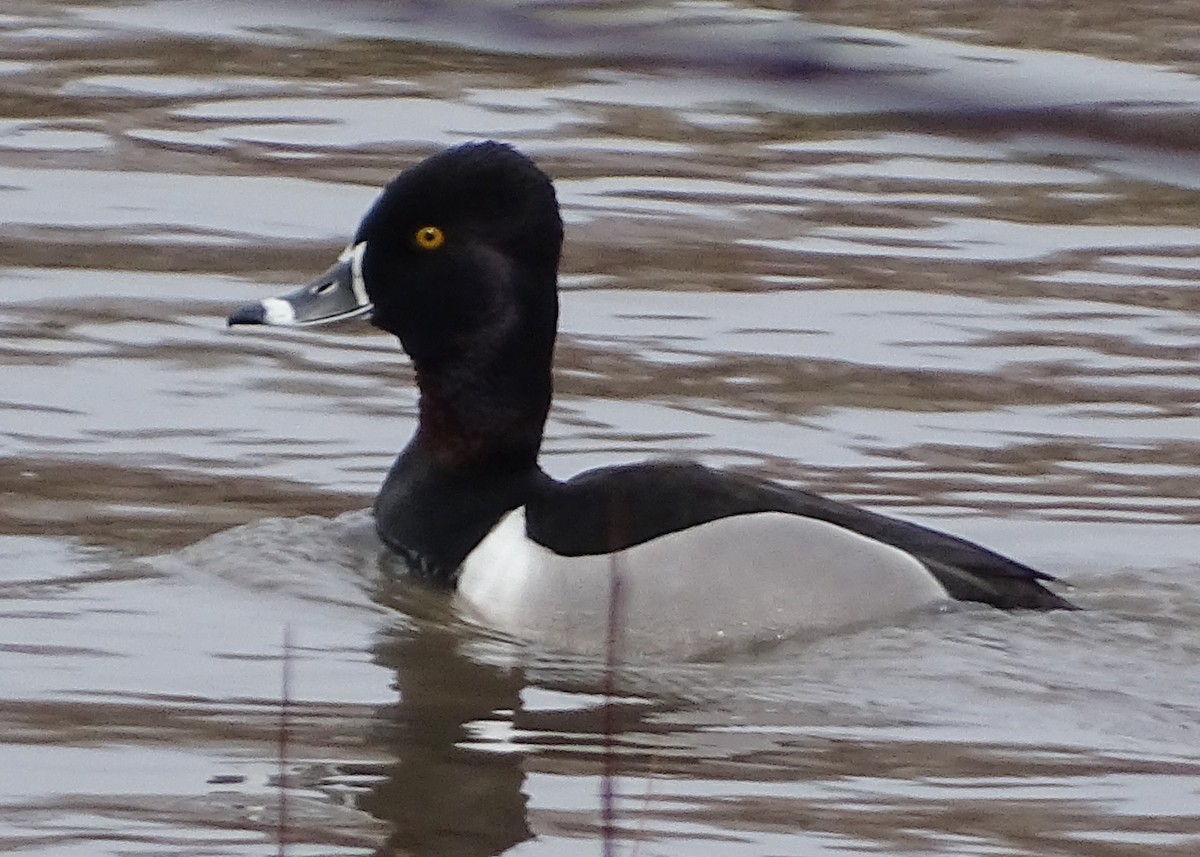 Ring-necked Duck - ML559538691