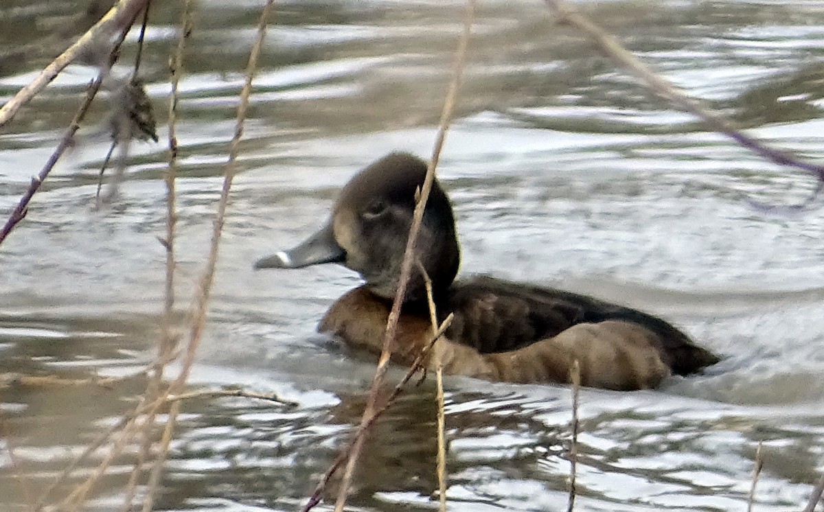 Ring-necked Duck - ML559538791