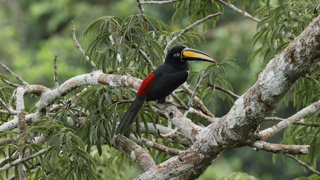 Many-banded Aracari - ML559539531