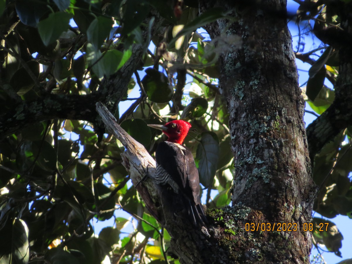 Robust Woodpecker - Anonymous