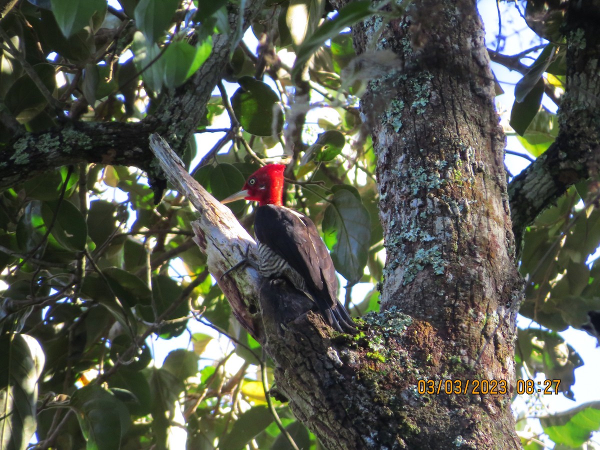 Robust Woodpecker - ML559539971