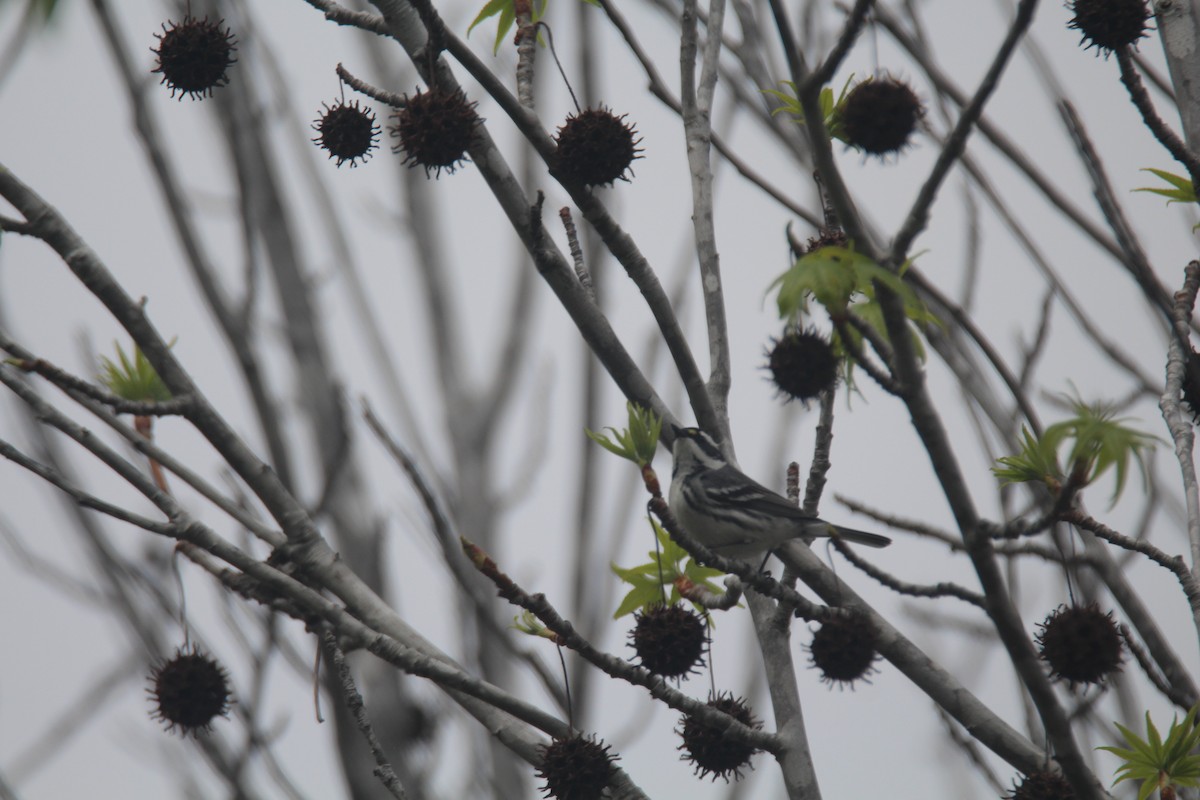 Black-throated Gray Warbler - ML559540131