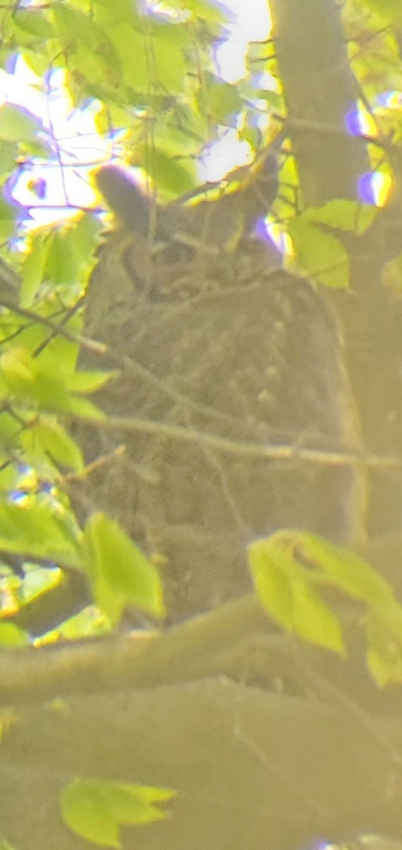 Great Horned Owl - ML559541631