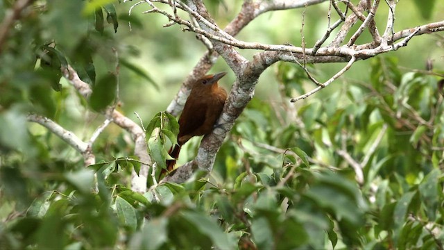 Cinnamon-throated Woodcreeper (devillei) - ML559542621