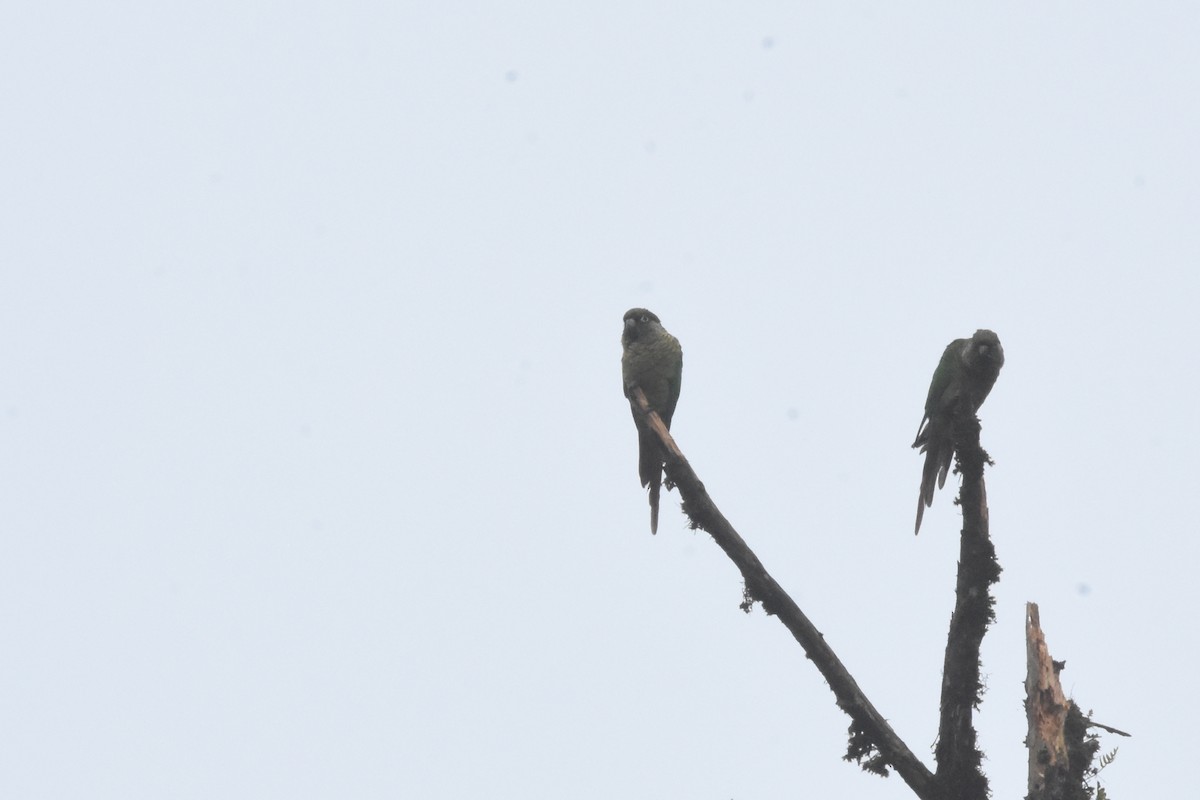 Maroon-bellied Parakeet (Green-tailed) - Luke Berg