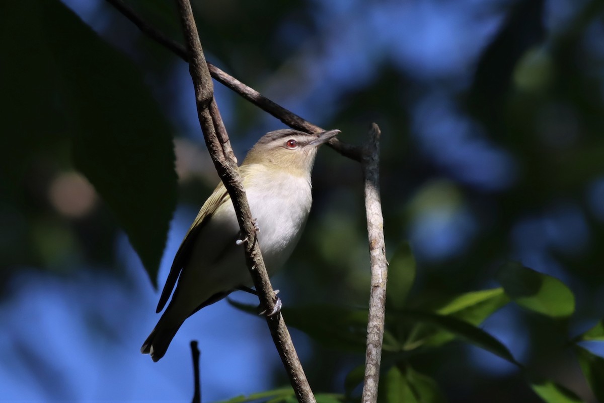 Red-eyed Vireo - ML559543241