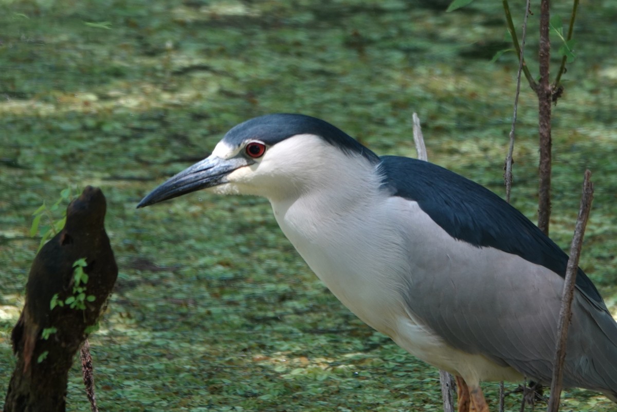 Black-crowned Night Heron - ML559543251