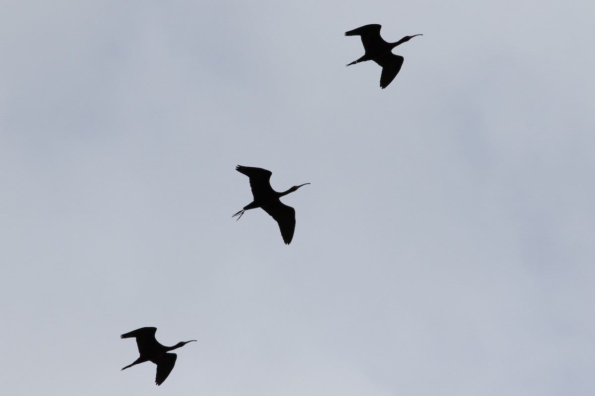 ibis americký - ML559544761