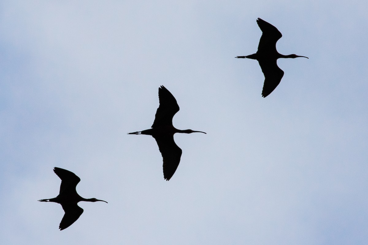 White-faced Ibis - ML559544781