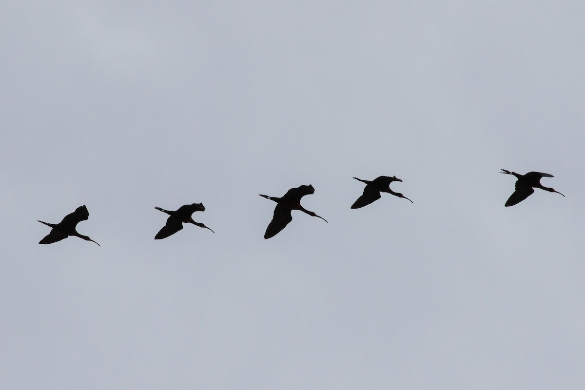 White-faced Ibis - ML559544791