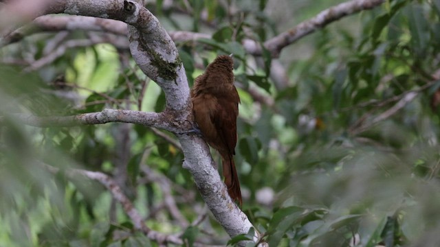 Cinnamon-throated Woodcreeper (devillei) - ML559545071