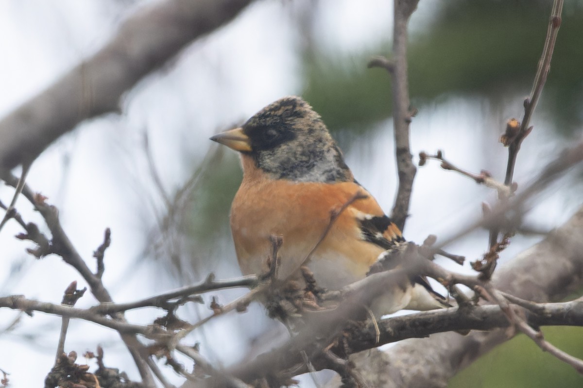 Brambling - ML559545761