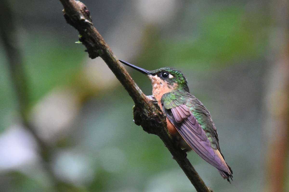 kolibřík brazilský - ML559547551