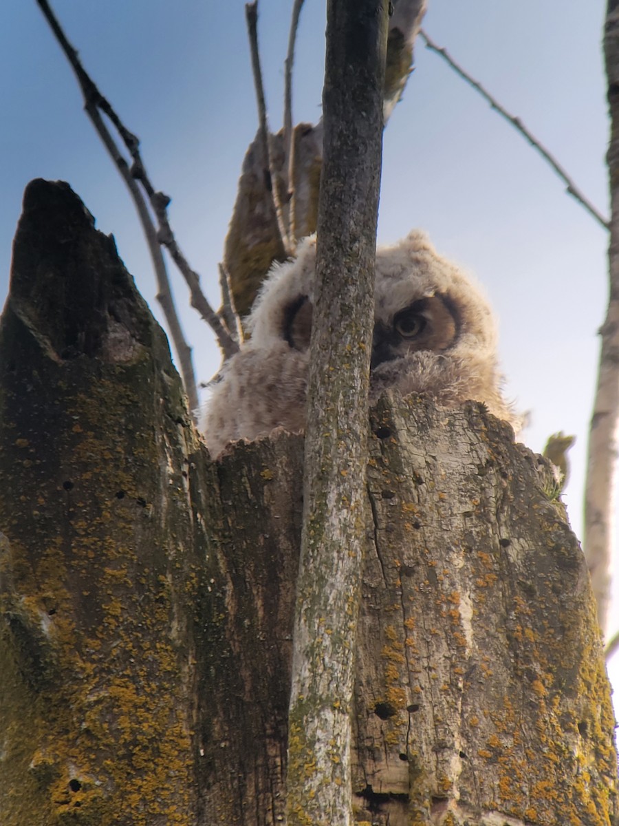 Great Horned Owl - ML559547891