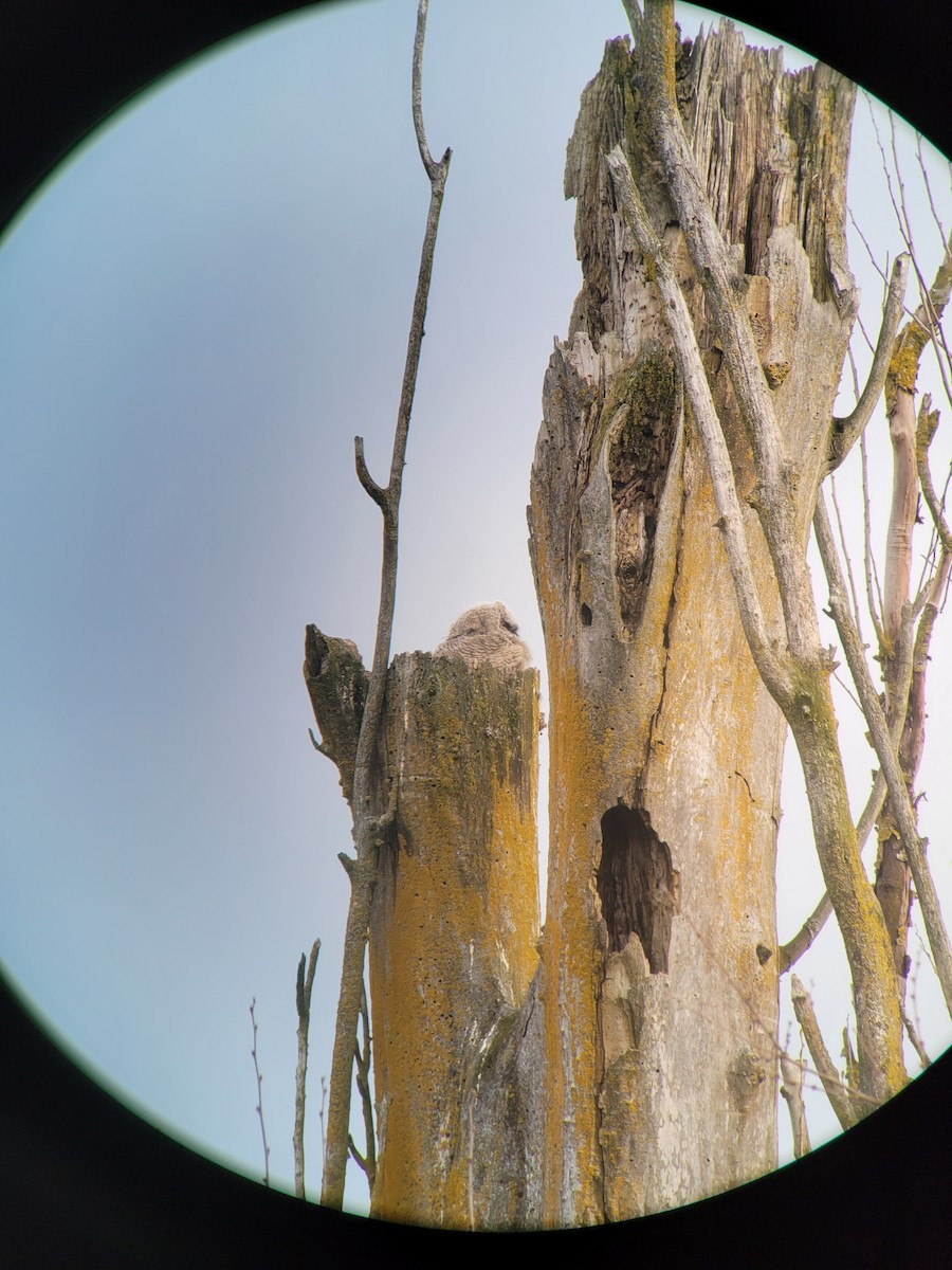 Great Horned Owl - ML559547901