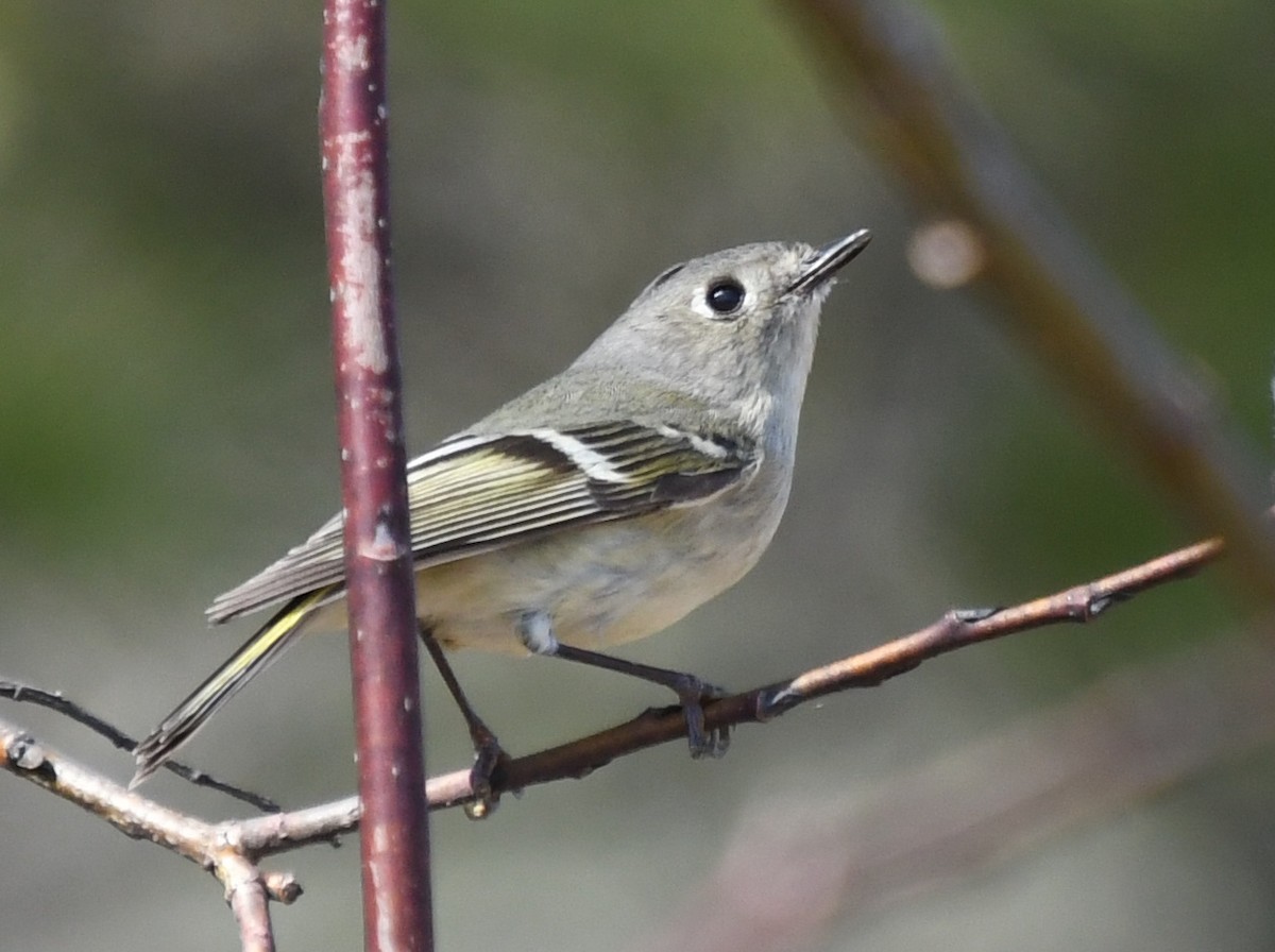 Ruby-crowned Kinglet - Wendy Hill