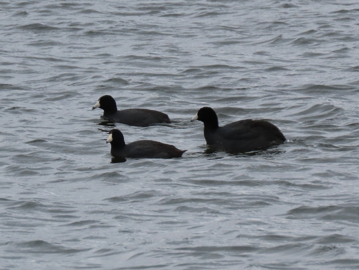 American Coot - ML559549151