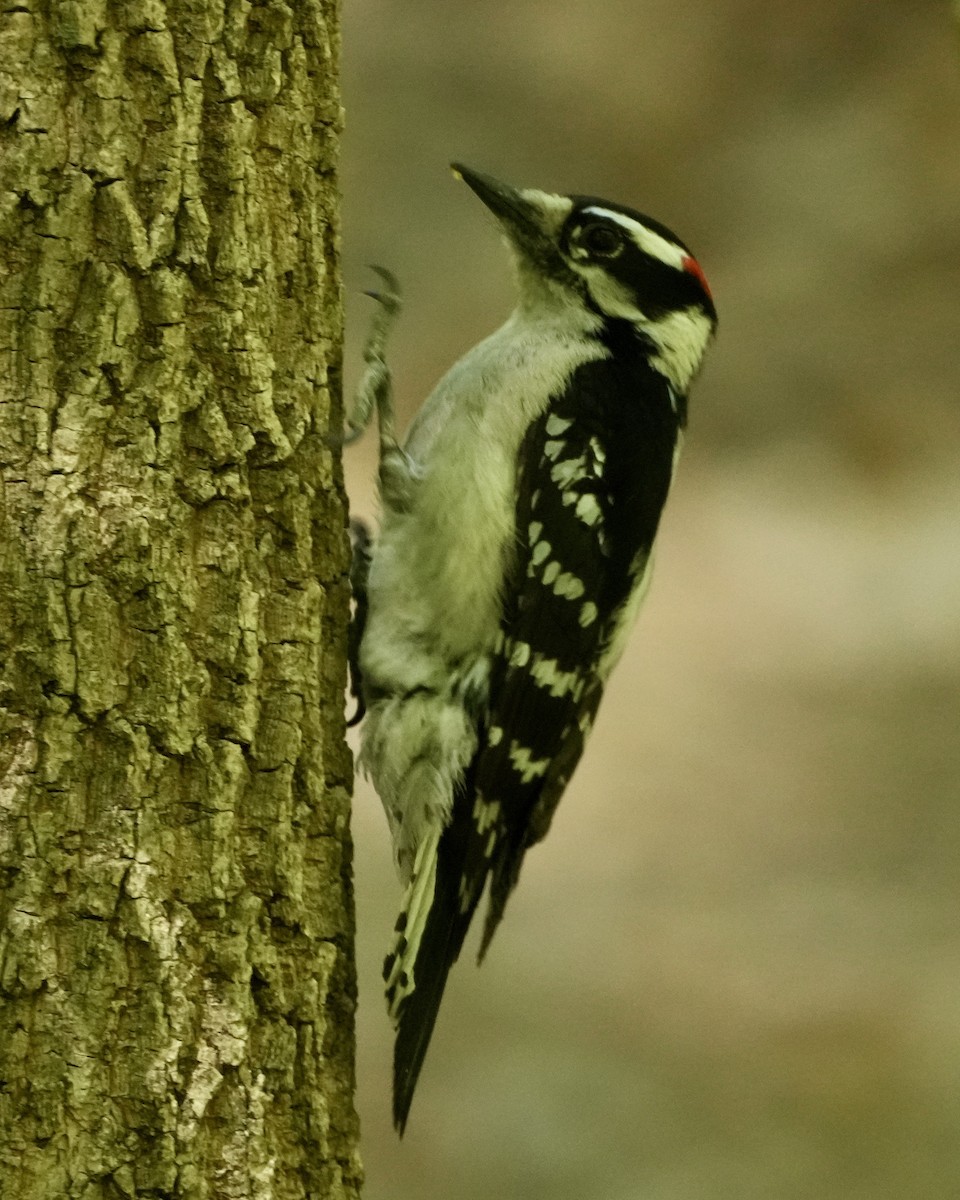 Downy Woodpecker - ML559549231