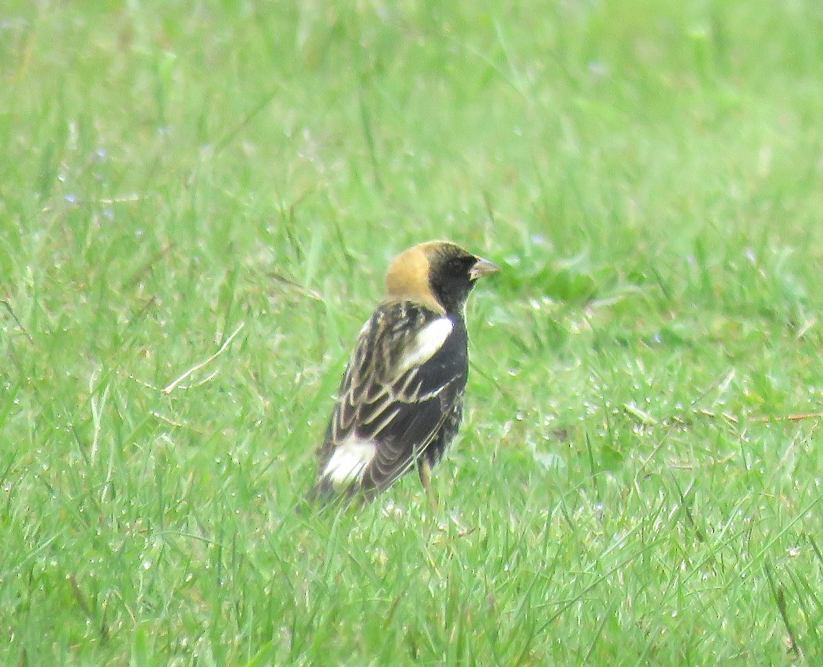 bobolink americký - ML55954951