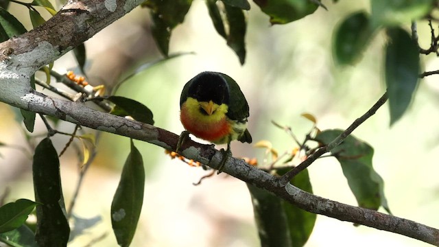 Lemon-throated Barbet (Lemon-throated) - ML559550221