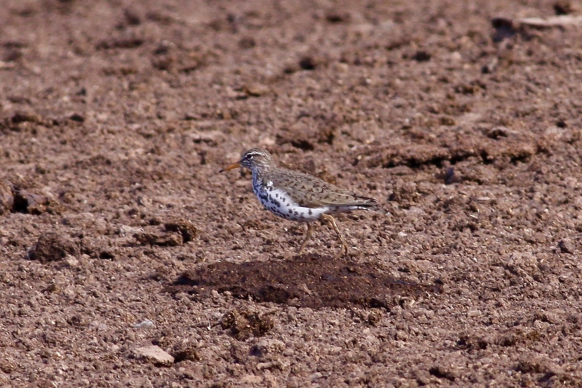 Spotted Sandpiper - Ronald Newhouse