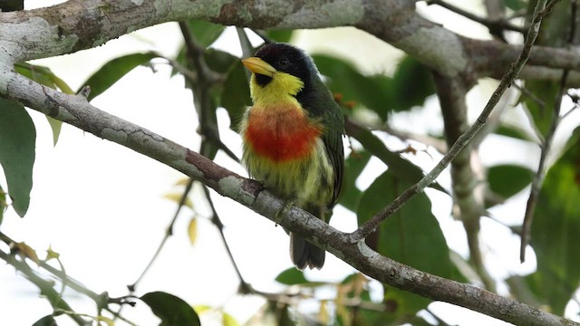 Lemon-throated Barbet (Lemon-throated) - ML559552211