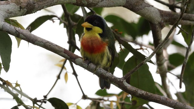 Lemon-throated Barbet (Lemon-throated) - ML559554441