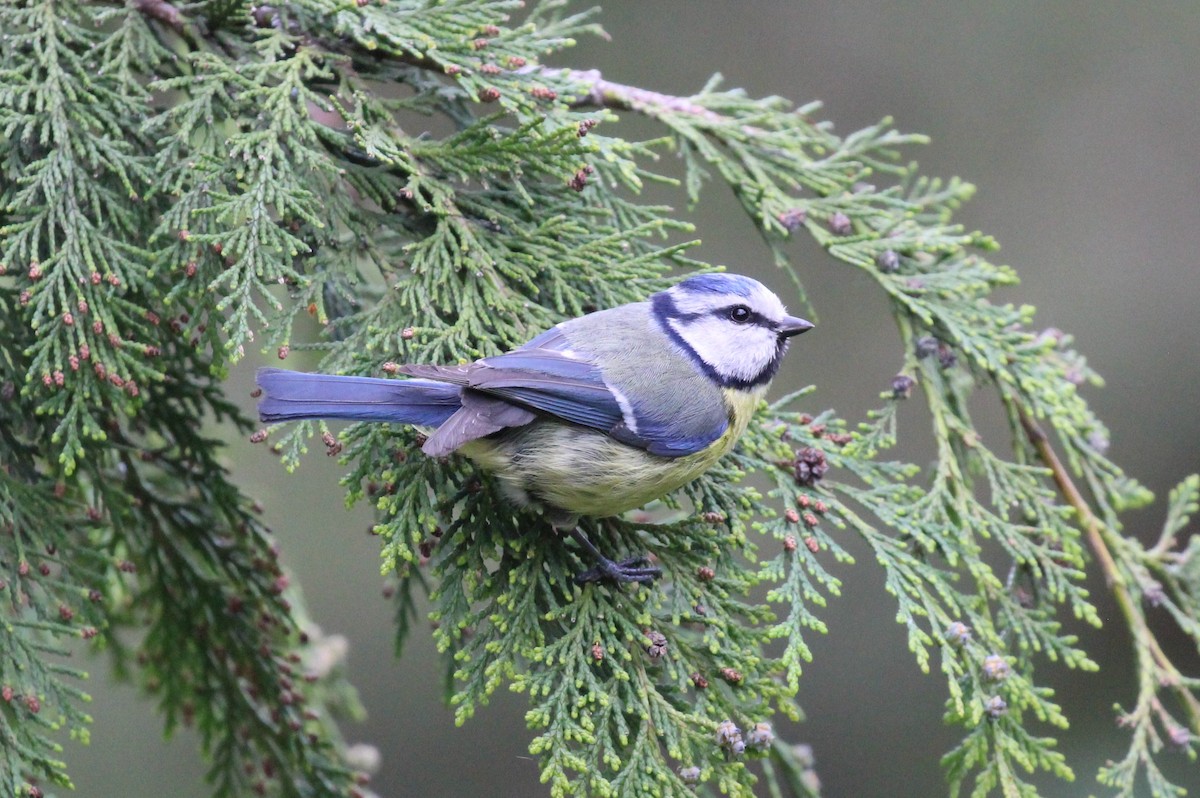 Eurasian Blue Tit - ML559556051