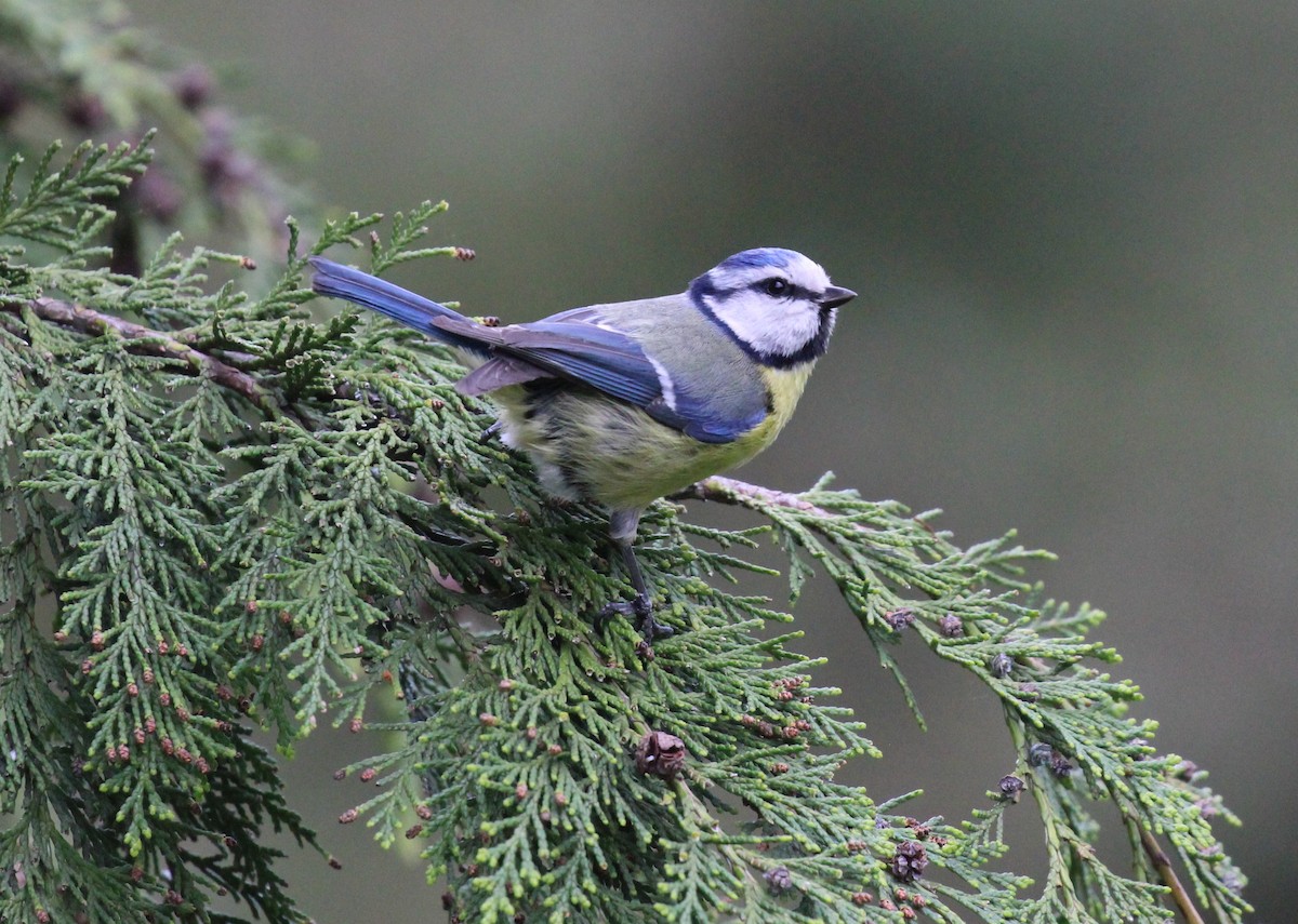 Eurasian Blue Tit - ML559556071