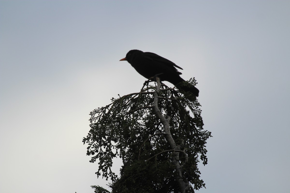 Eurasian Blackbird - ML559556371