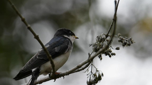 Hirondelle du Chili - ML559556451