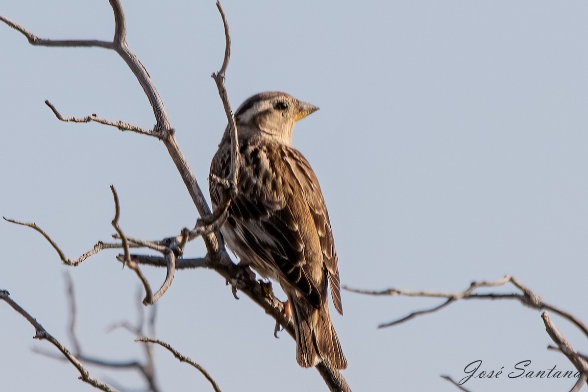 Rock Sparrow - ML559557621