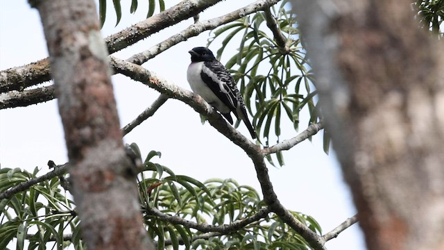 Cotinga à gorge mauve - ML559557881