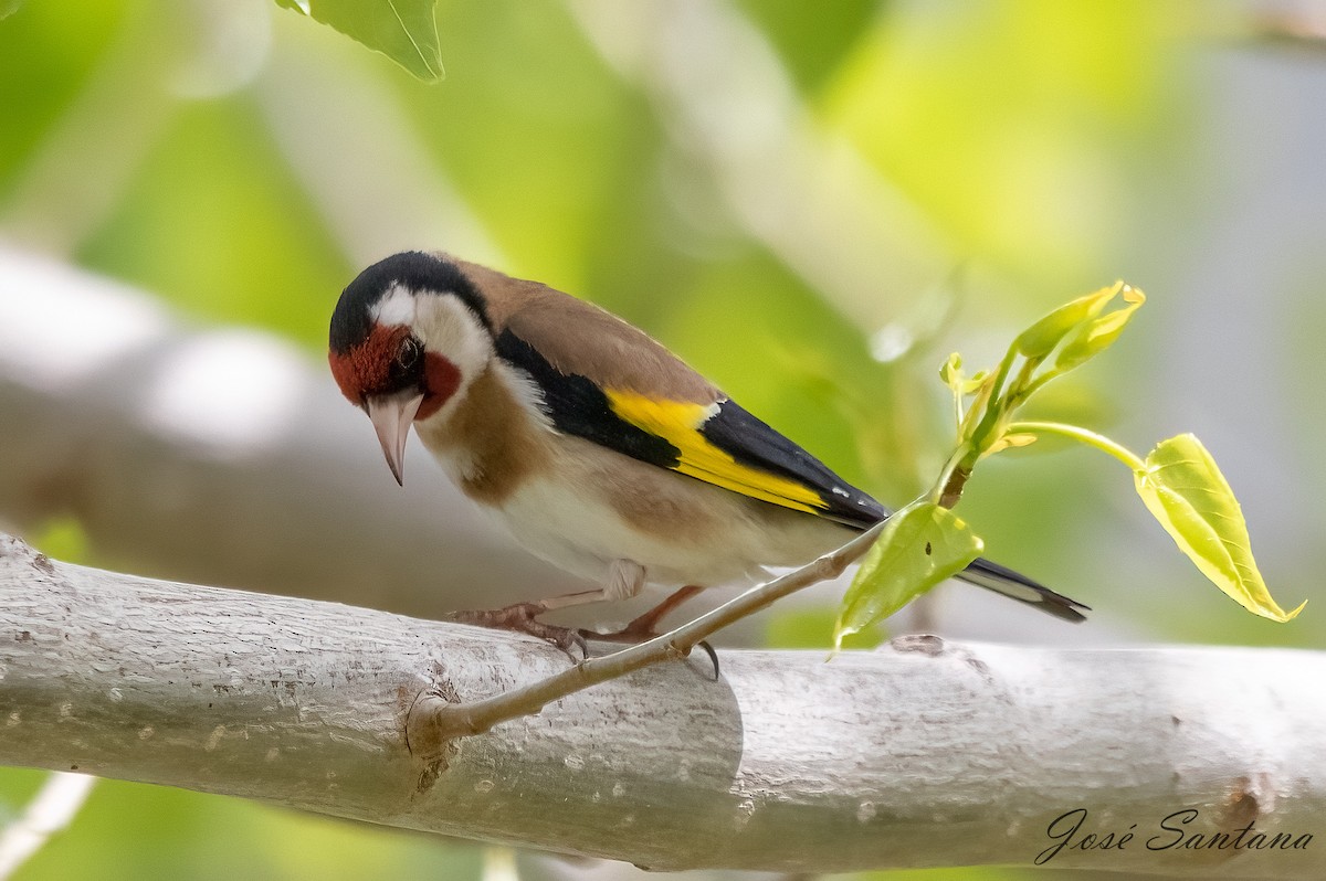 European Goldfinch - ML559558011