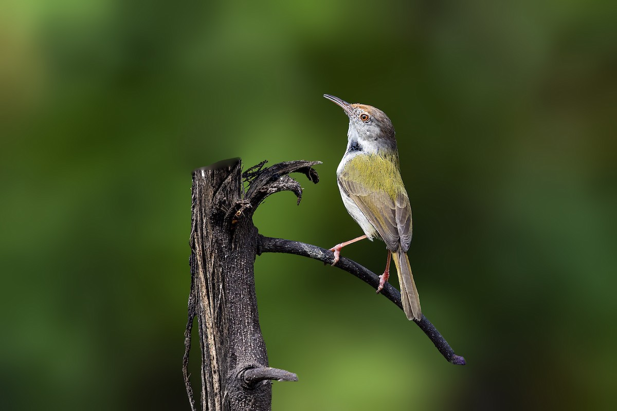 Common Tailorbird - ML559558061