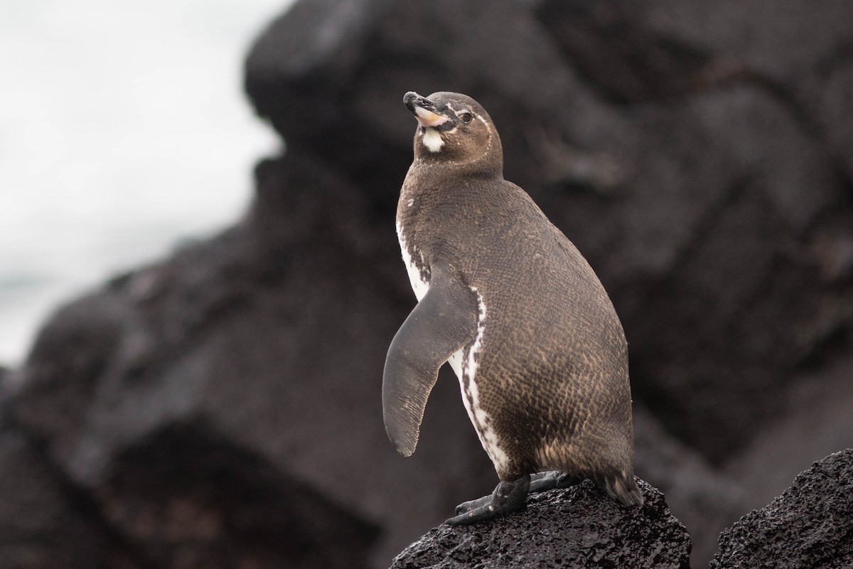 Galapagos Penguin - ML559558341