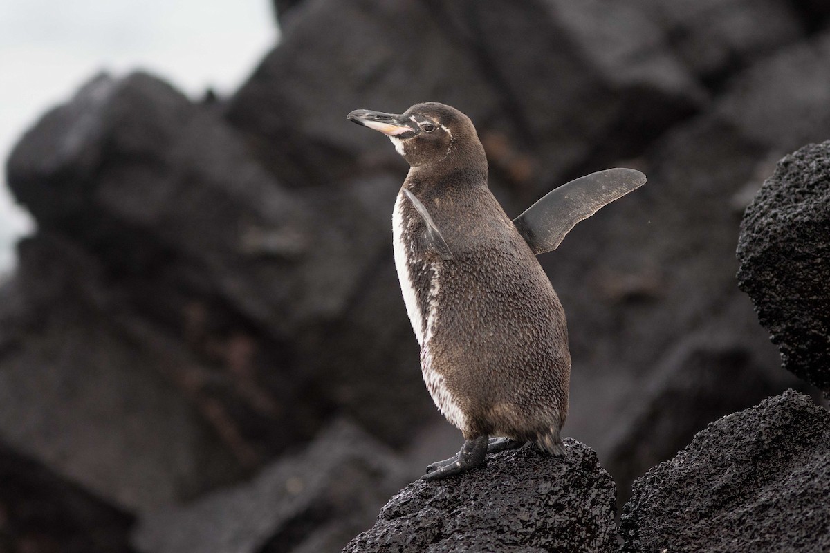Galapagos Penguin - ML559558401