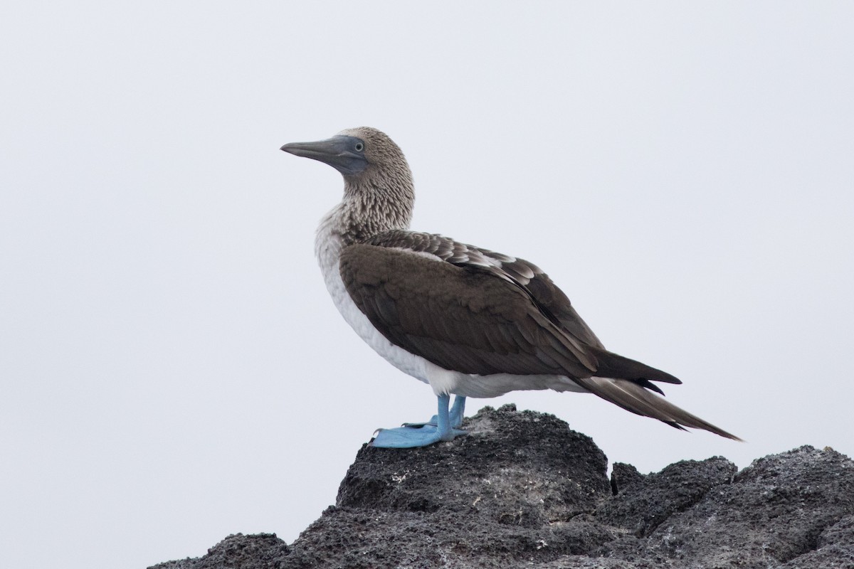 Blue-footed Booby - ML559558791