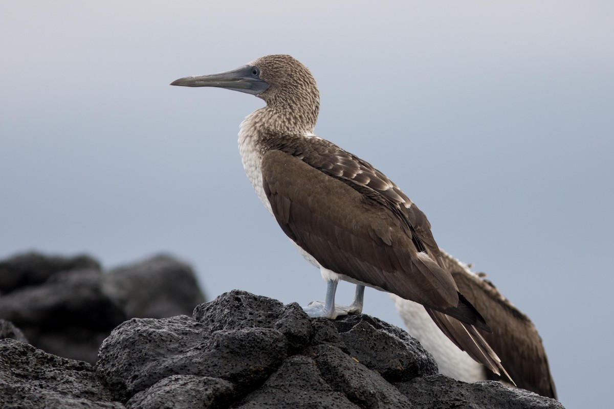 Blue-footed Booby - ML559558811