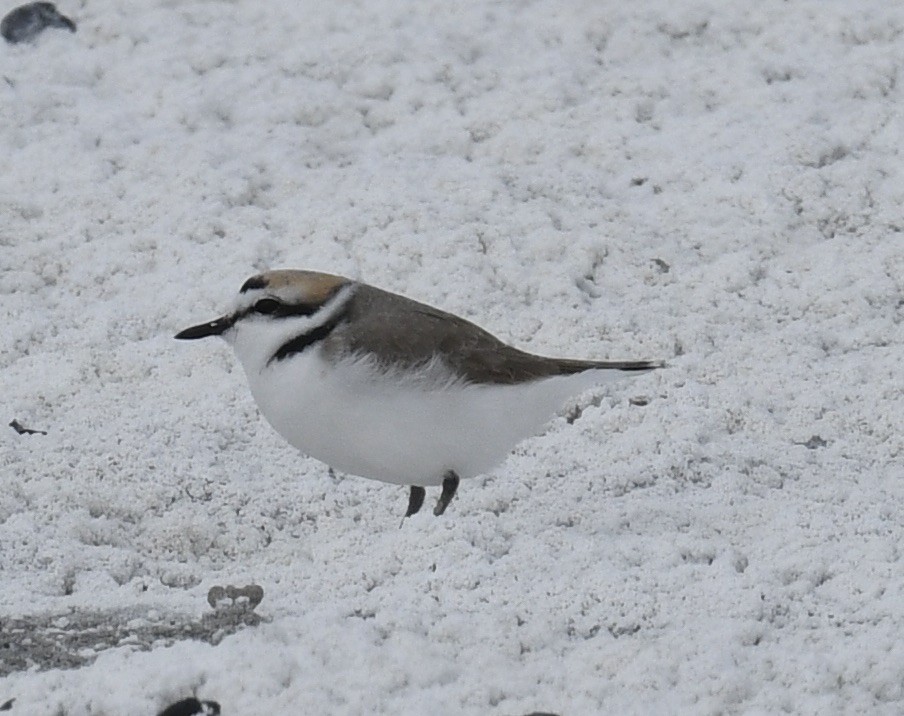 Snowy Plover - Sevilla Rhoads