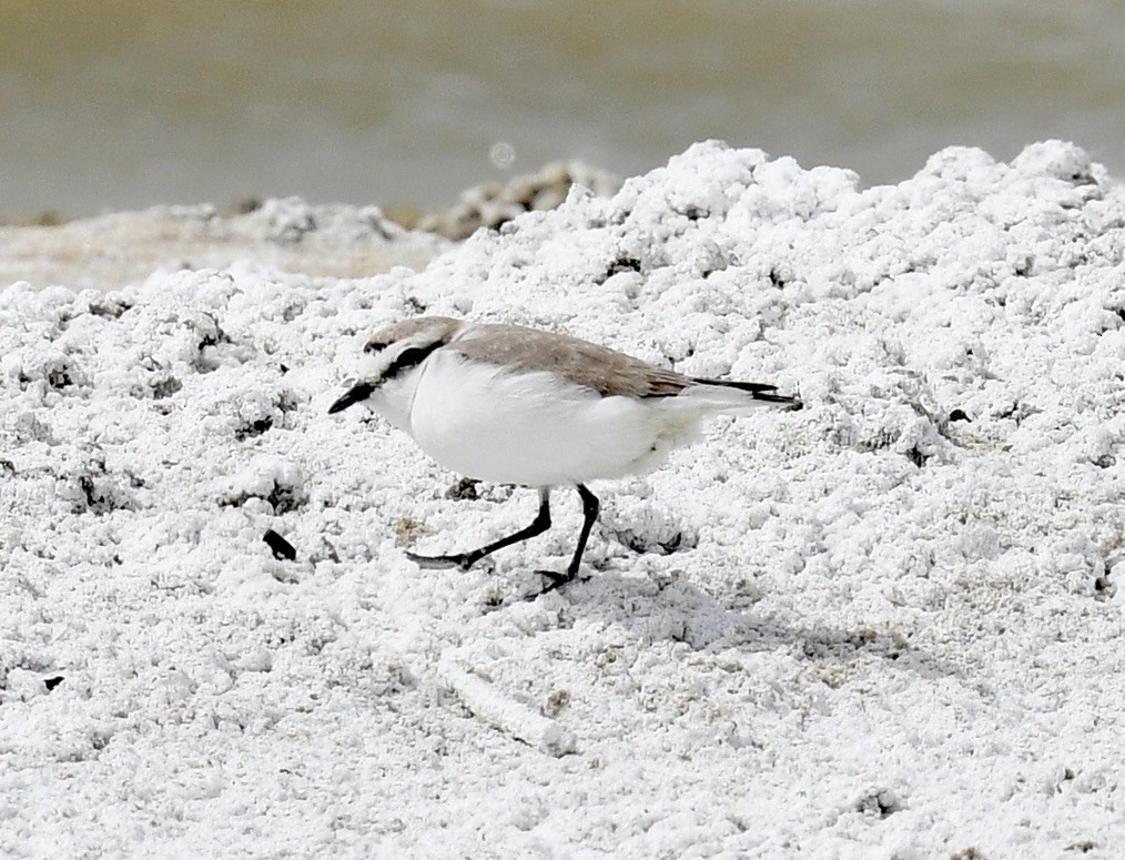 Snowy Plover - Sevilla Rhoads