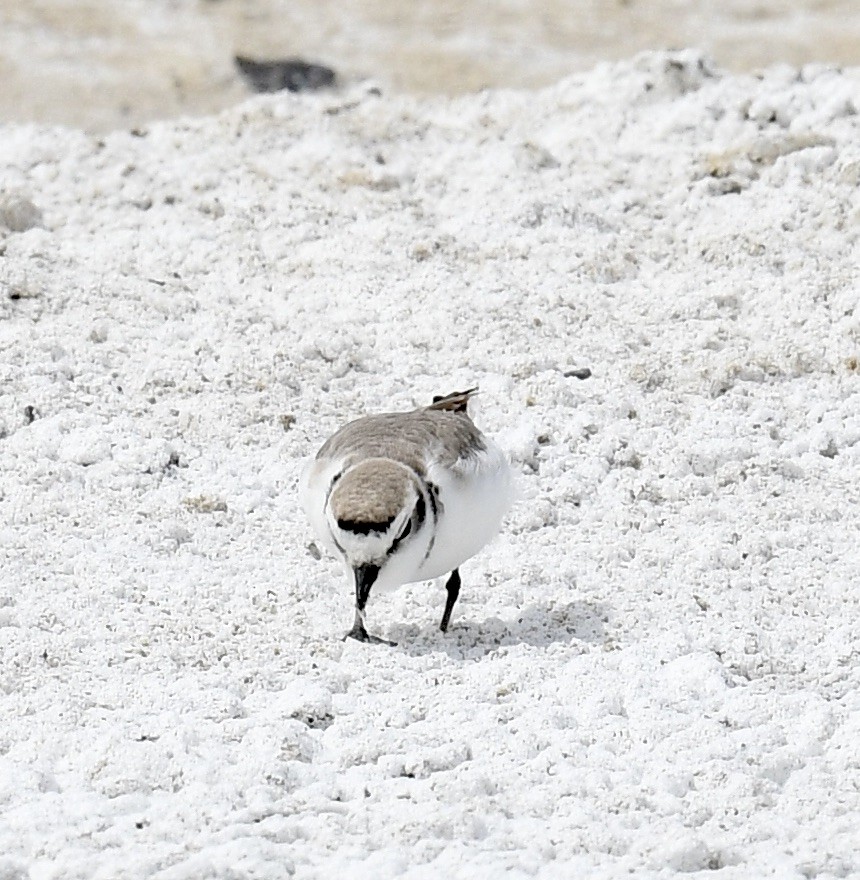 Snowy Plover - Sevilla Rhoads