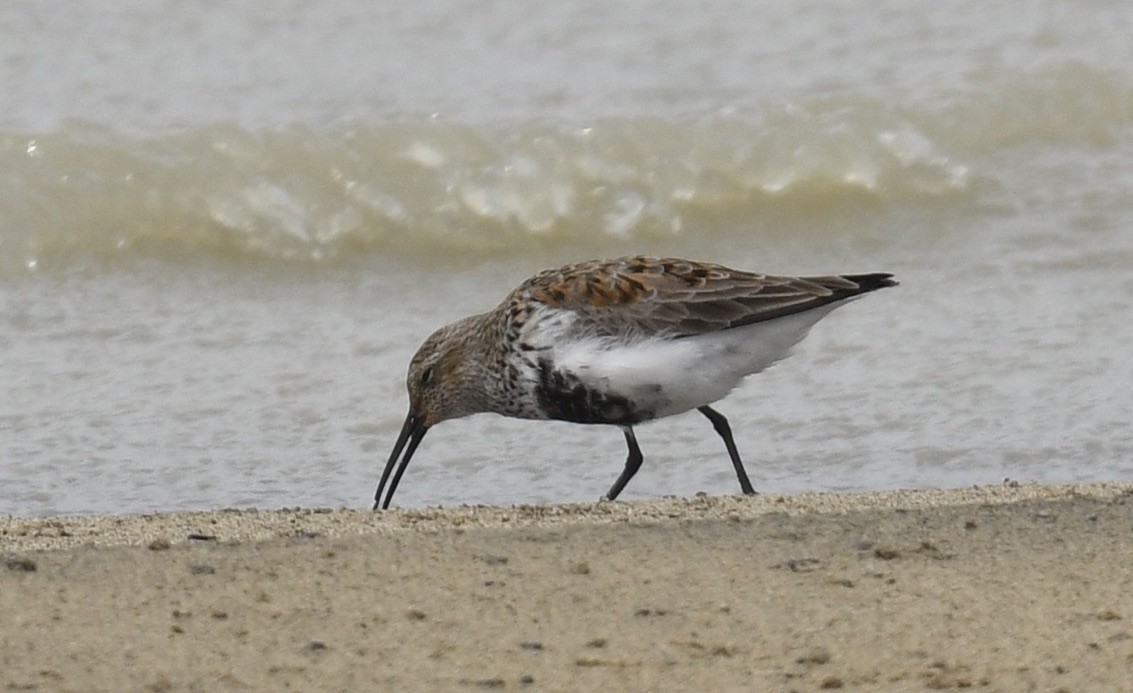 Dunlin - ML559560421