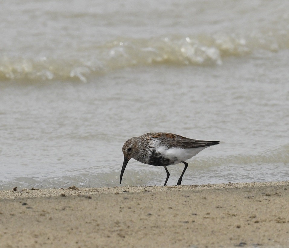 Dunlin - ML559560461