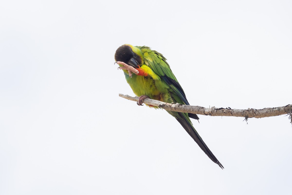 Nanday Parakeet - ML559561891