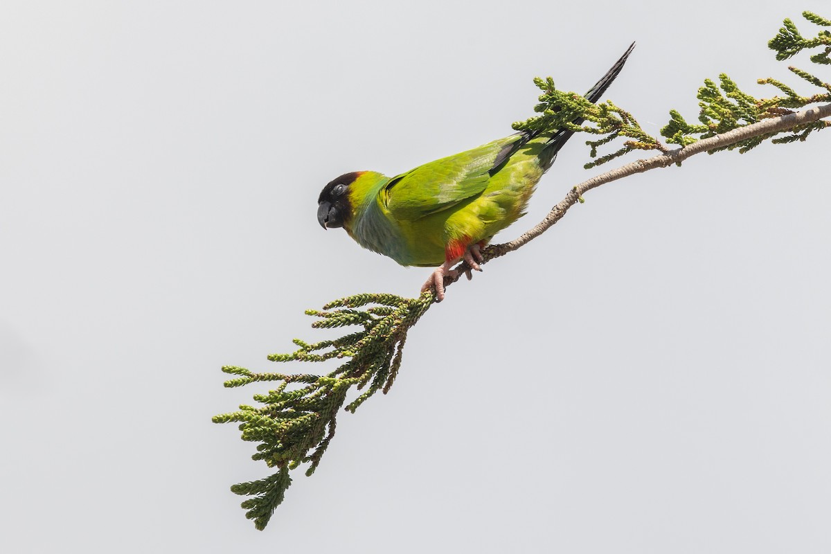 Nanday Parakeet - ML559561941