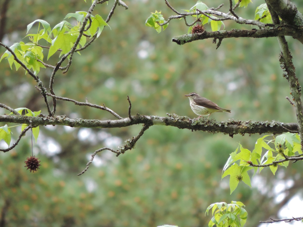 Louisiana Waterthrush - Marion Miller