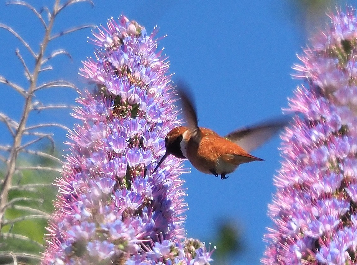 Rufous Hummingbird - Aidan Brubaker