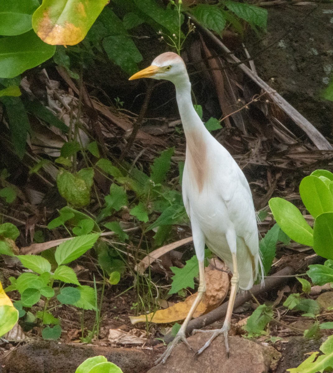 Чапля єгипетська (підвид ibis) - ML559562441