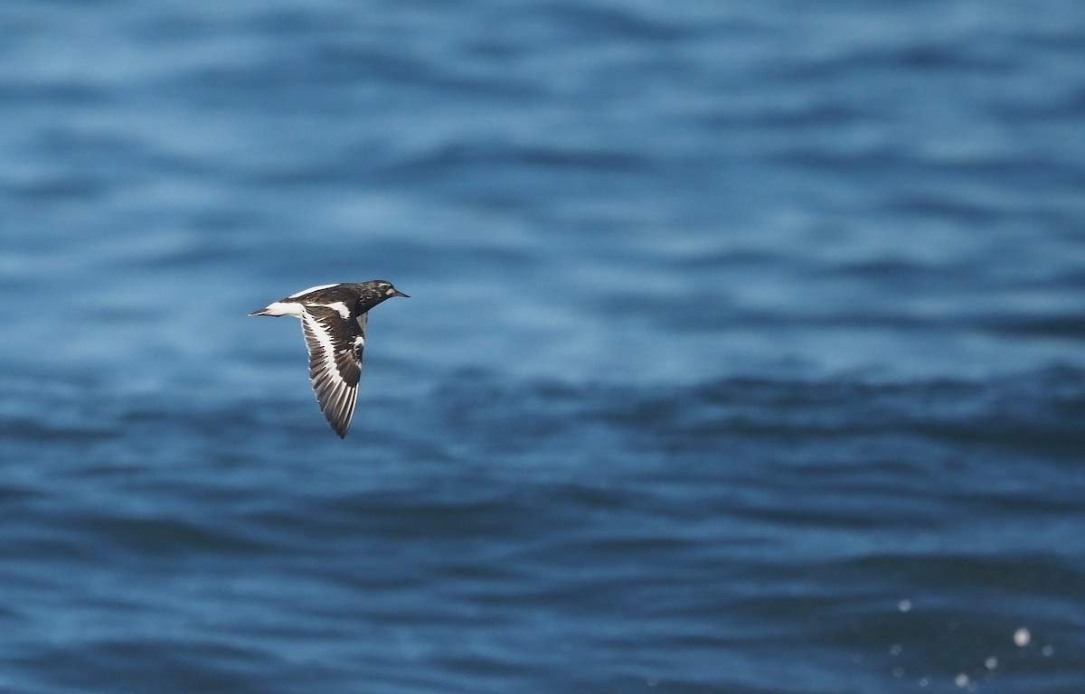 Black Turnstone - Aidan Brubaker